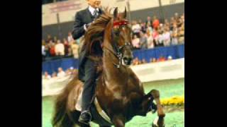 The American Saddlebred horse 2 [upl. by Ahselef241]