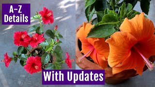 See How to Grow amp Care Hibiscus Plant at Home Perfectly [upl. by Gavrah]