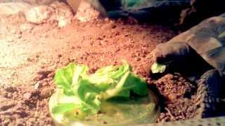 Cute Turtle eating Salad [upl. by Hesper]