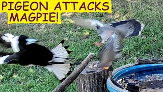 Crested Pigeon attacks Australian Magpietwice Magpie resumed bath later Angry bird [upl. by Aket478]