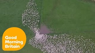 Stunning Drone Footage Captures Sheep Herding In New Zealand  Good Morning Britain [upl. by Ahsii]