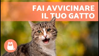 Miagolii per ATTIRARE I GATTI 🐱🔊 Suoni per far avvicinare il tuo gatto [upl. by Elmina]