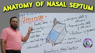 ANATOMY OF NASAL SEPTUM । MEDIAL WALL OF NOSE। LITTLES AREA [upl. by Meirrak]