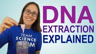 DNA Extraction Explained [upl. by Rora]