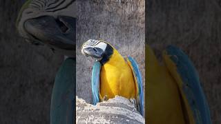 Guacamayo en Miami [upl. by Adnolay686]