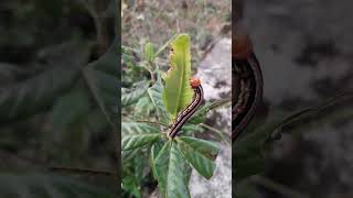 Caterpillar in a hillock Kanchipuram dt [upl. by Robbert573]