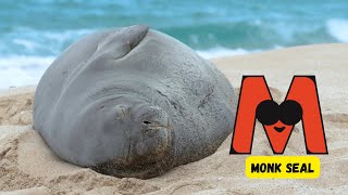 ABC Endangered Sea Animal Song for Kids  Learn Ocean Creatures A to Z  Phonics  abcd [upl. by Muhan]