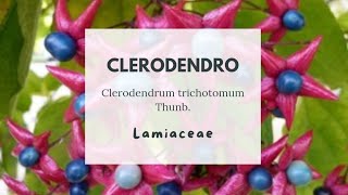 CLERODENDRO  Clerodendrum trichotomum Thunb  Lamiaceae  Harlequin Glorybower [upl. by Adieno]