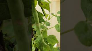 My Beans Plant 🌵gardening garden viralvideo youtubeshorts subscribe [upl. by Elberfeld]