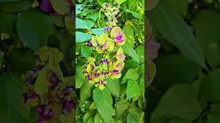 Oxyrhynchus volubilis bean flowers Playa del Carmen Mexico tropical Caribbean jungle wild plant life [upl. by Audwin200]