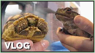 Getting a Big Toad amp Tiny Tortoise [upl. by Fitzgerald603]