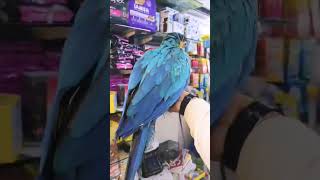 Macaw talking parrot [upl. by Hackett]