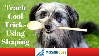 Dog Tricks Using Shaping  Professional Dog Training Tips [upl. by Bertrando]