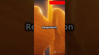 Respiration kya hai class10 biology lifeprocesses facts respiration oxygen viralvideo shorts [upl. by Cindra]