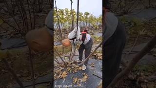 Pruning Fig Trees After Harvest farming agriculture [upl. by Atteuqal]