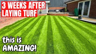 Newly Turfed Lawn  3 Week Update  Its INCREDIBLE [upl. by Cohen424]