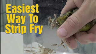 How To Easily Strip African Cichlid Fry Multiple Demonstations Stripping hundreds of fry [upl. by Lebama]