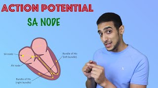 SA node Action potential شرح بالعربي [upl. by Aznofla]