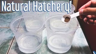 Very Simple Way To Hatch Many Brine Shrimp Eggs WITHOUT USING AIRPUMP And Can Harvest Up To 3X [upl. by Eyt]