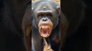 chimps shortsviral [upl. by Etnahc]