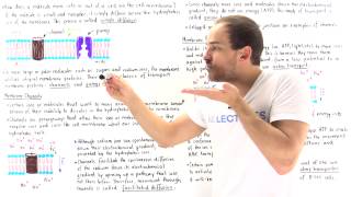 Introduction to Membrane Transport [upl. by Ocirrej774]