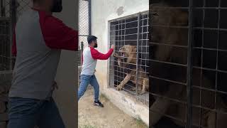 Gussa African Lionlion attack shots Usamas Tigers [upl. by Enialem]