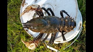 How to catch crayfish with meat and string [upl. by Aleihs]