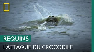 Un requin se fait attaquer par un crocodile deux fois plus gros que lui [upl. by Aisat]