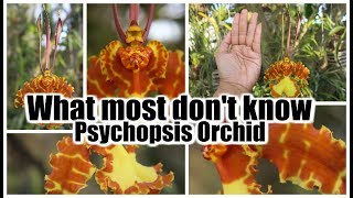 Fascinating Facts About the Psychopsis Orchid [upl. by Cynarra175]