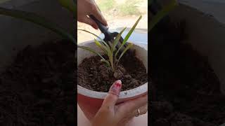 Dracaena Reflexa Podhe Ki Dekhbhaal shorts youtubeshorts [upl. by Assiroc]