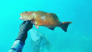 Spearfishing Australia  spearfishing Townsville [upl. by Ing]