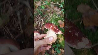 Buen BOLETUS PINICOLA boletus funghi porcini seta cogumelo mushroom ciuperci pilze [upl. by Astto]