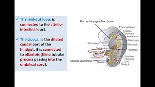 Introduction to Development of GUT Tube  Dr Ahmed Farid [upl. by Marceau715]