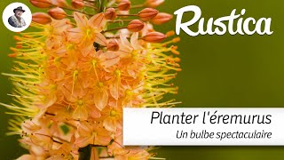 Planter des érémurus [upl. by Eillen]