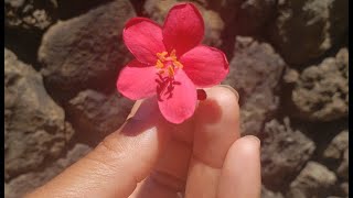 Propagating peregrina  Jatropha Integerrima  Gardening in Hawaii [upl. by Nnyroc630]