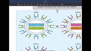 Immunology L6 C1C2 MHC [upl. by Cestar888]