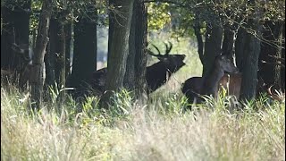 Hoor het geluid van het stoten van de geweien tijdens een gevecht tussen Edelherten [upl. by Adniled244]