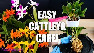 How to Care for Cattleya Orchids  Watering Repotting Reblooming amp more Orchid Care for Beginners [upl. by Lzeil]