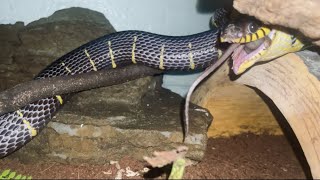 Venomous Mangrove Snake Feeding [upl. by Newton]