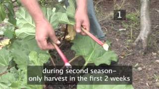 How and When to Harvest Rhubarb Plants [upl. by Jaddo883]