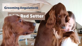 Grooming Part 4  Irish Red Setter  Angulations amp Touch Up [upl. by Pall935]