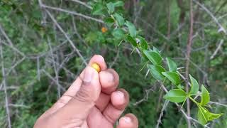 Wildedibles foraging for berries in the bushes [upl. by Adniral]