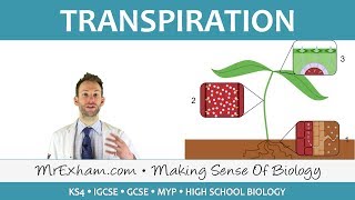 Transport in plants  Transpiration  GCSE Biology 91 [upl. by Sej]