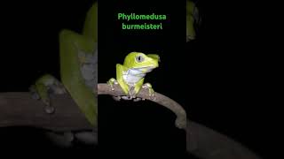 Phyllomedusa burmeisteri [upl. by Nerac570]