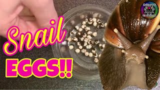 Dealing with Giant African Land Snail EGGS 🐌🥚 [upl. by Swerdna707]