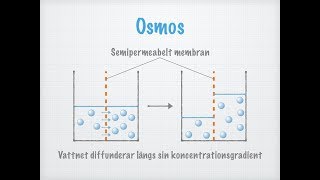 Diffusion och osmos Transport över membran [upl. by Ragland]