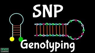 SNP Genotyping  Microarray Based SNP Genotyping [upl. by Gertrud]