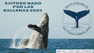 Nado por las Ballenas 2023 un Éxito  Stephanie Montero [upl. by Ybbed599]