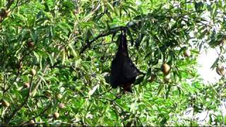 Philippine Giant Goldencrowned Flying Fox [upl. by Read]