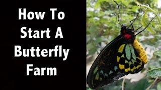 How To Start A Butterfly Farm or Butterfly Business [upl. by Arrek]